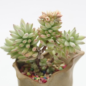 树冰 多头老桩 多肉植物 阳台花卉盆栽办公室内小小盆景肉肉 多肉