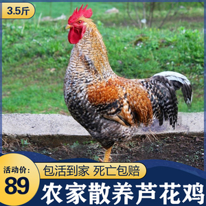00广西南宁雄佳禽业有限公司淘宝半大金芦花公鸡土鸡活苗纯种汶上