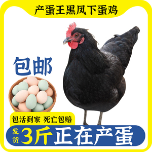 产蛋王黑凤鸡下蛋鸡活鸡包活到家成年生蛋母鸡粉绿壳蛋土鸡活体苗
