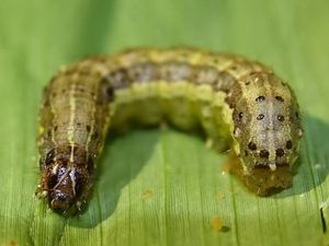 草地贪夜蛾活体昆虫秋粘虫行军虫活体蛹幼虫卵科研实验教学