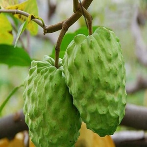 番鬼荔枝苗 正品原生台湾番荔枝树苗 盆栽正宗嫁接台湾凤梨释迦苗