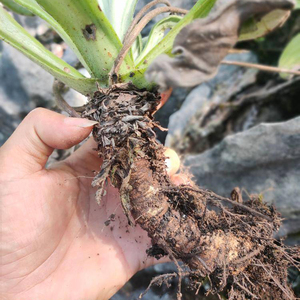 【岩白菜中药】岩白菜中药品牌,价格 - 阿里巴巴