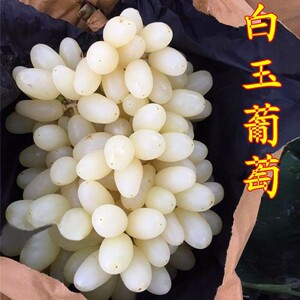 白玉葡萄树苖树苗马奶提子无核南北方种植葡萄苗果树果苗当年结果