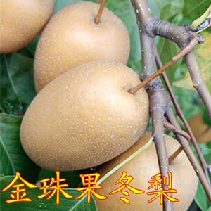金珠果冬梨树苗嫁接庭果树苗盆栽地栽苗南方北方种植当年结果苗