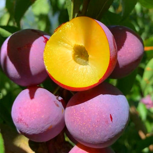 李子树苗嫁接苗庭院南北方四川离核脱骨蜂糖李脆红李西梅当年结果