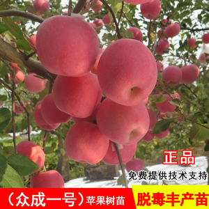 众成一号苹果树苗全红晚熟红富士庭院苹果苗南方北方种植当年结果