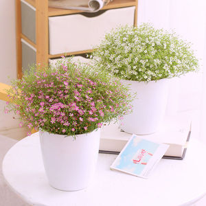 满天星种植小盆栽鲜花新鲜真花四季开花小叶吉普赛阳台庭院植物