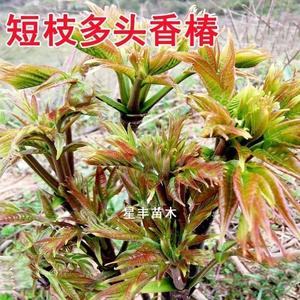 香椿苗红油香椿树苗香春树的树苗新鲜盆地栽食用香春芽树香椿树苖