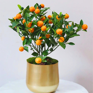 000人付款淘宝四季桔大金桔盆景过年宵招财金蛋桔子年桔橘子树可食用
