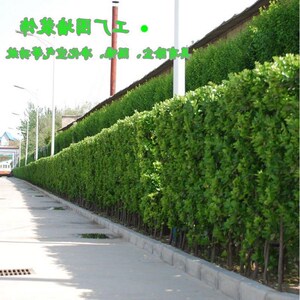 北海道冬青树苗大叶黄杨万年青庭院篱笆四季常青道行绿篱植物围墙