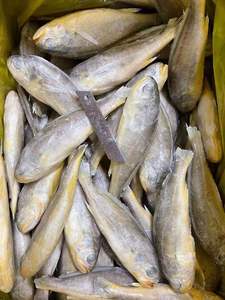 新鲜冷冻小黄鱼 鲜冻黄花鱼 4-6规格整箱烧烤饭店130条左右