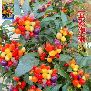 五彩观赏椒种子可食用观赏樱桃小泡椒种子盆栽地栽可多年生辣椒树