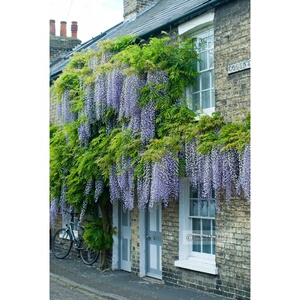 九尺,熊野,大岁*日本长穗丰花紫藤多花紫藤盆景盆栽,花长1.8米