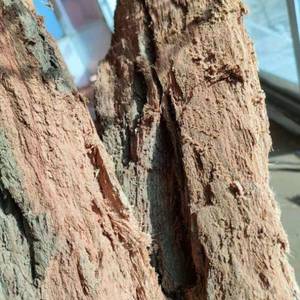 马蜂筑巢材料红桉树皮红娘黄脚胡蜂筑巢腐木杉树皮刘氏蜂业