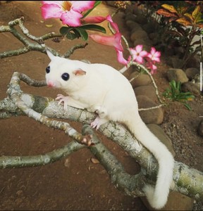 北京人工繁殖活体玩家蜜蜜袋鼠家养幼崽蜜袋鼬活体小飞鼠活体宠物