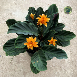 金花竹芋室内盆栽喜阴绿植观叶植物好养桌面净化空气四季常绿.