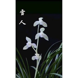 包邮云南名品兰花苗n盆栽 莲瓣兰【雪人】浓香绿植花卉盆景园艺