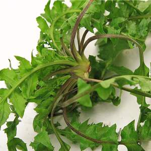 小吃汤圆元宵兰溪特产纯手工汤圆落汤青尖头咸糯米汤圆菜肉咸汤团