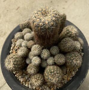 罗星gymnocalycium bruchii仙人球种子2021 园艺种子