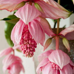 珍珠宝莲灯花苗好养美丁花盆栽带花苞室内ins风网红植物花卉易活