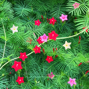 庭院爬藤植物五角星花盆栽羽叶茑萝花种子阳台四季易种活开花不.
