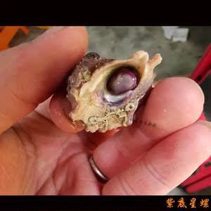 牛眼螺马来螺除藻螺斑马螺海水海缸除藻啃藻吃藻清理残渣净化水质
