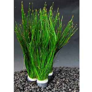 朴水造物墨西哥大莎草大沙草水族箱鱼缸造景中后景水草