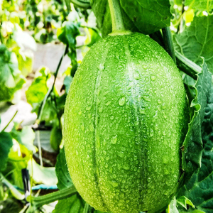 山西忻州北义井芝麻蜜"(灯笼红)香瓜甜脆如蜜现摘现发5斤包邮