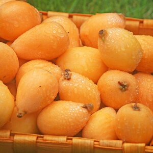 云南特产水果枇杷