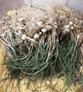 东北小根蒜 新鲜野生小蒜 野山葱苦藠苦茭野菜大脑蹦500g三份包邮