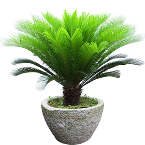 铁树盆栽植物大型室外树苗盆景室内龙缸多头开花公母小苗苏铁肥料
