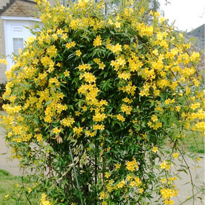 法国香水藤盆栽花卉飘香藤多季开花浓香茉莉带花苞爬藤蔓耐寒植物