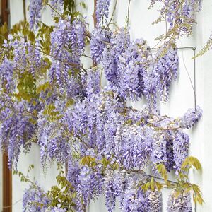 紫藤树苗紫罗兰