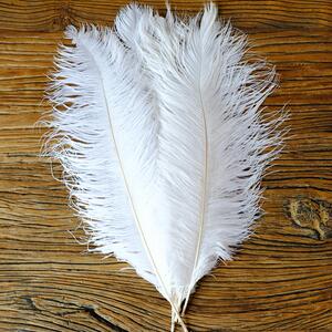 鸟毛真羽毛服装