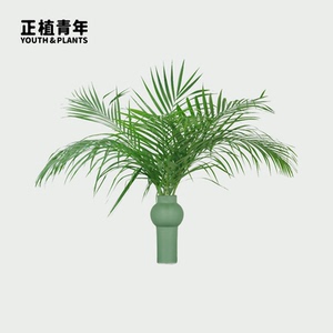 正植青年丨散尾葵鲜切枝条水培植物室内办公桌面装饰懒人好养绿植