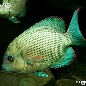 马拉莫宝石鱼 马拉莫 美洲慈鲷鱼_阿里巴巴找货神器