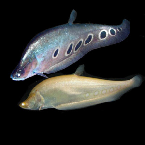 00百年好合no1淘宝北斗七星刀鱼魔鬼刀鱼七星刀鱼活体白化金刀热带