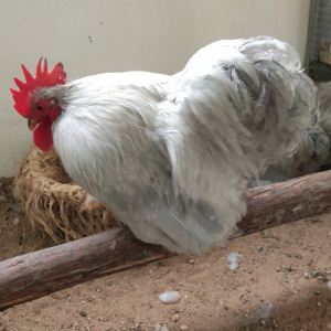 科钦球小型迷你活鸡仔宠物观赏鸡薰衣草色科钦球鸡蛋青年脱温小鸡