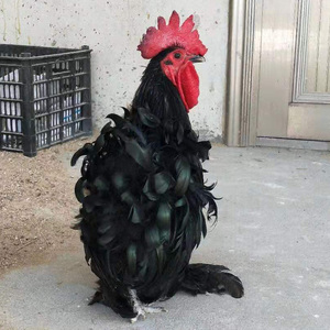 元宝鸡观赏鸡元宝鸡活鸡红元宝鸡仔白元宝鸡销售元宝观赏鸡包健康