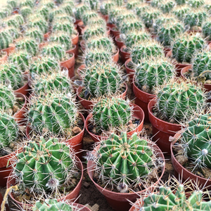 仙人球 可食用 养生药用 开花 实生草球 天鹅蛋 可嫁接砧木 多肉