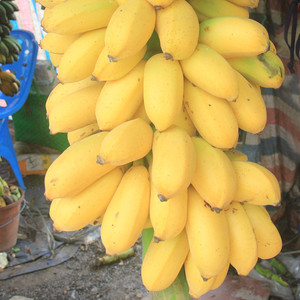 香蕉广西苹果蕉带箱10斤水果新鲜banana酸甜小米蕉水果当季小香蕉