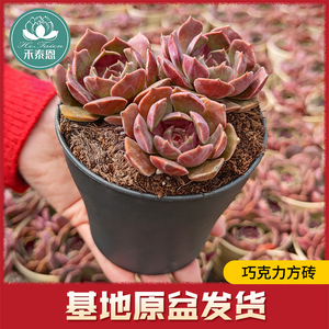 多肉植物新手套餐老桩萌肉肉组合含盆花卉绿植盆栽稀有品种棕玫瑰