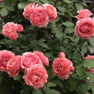 珊瑚果冻月季四季开花带花苞有香味的玫瑰花新手好养庭院花卉