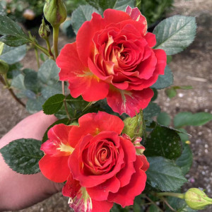 602人付款淘宝二乔月季花苗盆栽带花苞四季开花不断双鱼座玫瑰阳台