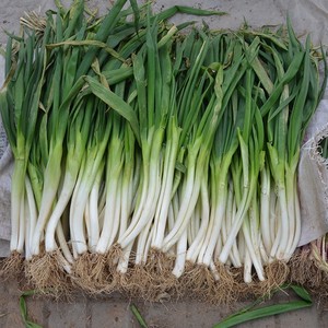 河南分葱 大葱 对拜葱 农家自种 新鲜蔬菜现挖现发 包邮