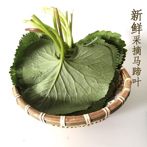 延边马蹄叶新鲜野菜净重500克 包饭菜拌菜大叶子包邮