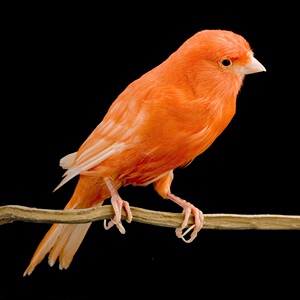 活体芙蓉鸟玉鸟金丝雀活鸟黄玉鸟蜡黄桂皮白玉扬州黄辣椒红玉鸟