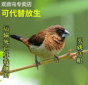 小鸟活鸟放生观音鸟十姐妹活物观赏宠物家养鸟一对白腰文活体
