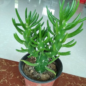 沙漠将军 多肉植物狼牙棒多肉盆栽好养易活 四季常青耐寒吊兰绿萝