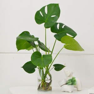 水培植物龟背竹室内办公室桌面盆栽四季常青大叶水养绿植花卉